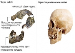 Новый вид древнего человека обнаружили учёные из Южной Африки (ВИДЕО)