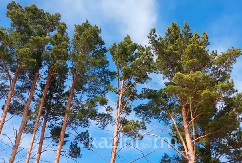 Ормандағы қос жыныстылар