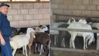 Кража скота на сумму 8,5 млн тенге раскрыта в Кордайском районе Жамбылской области