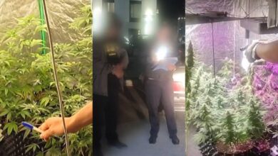 ОПМ «Қарасора»: в столице пресечена деятельность четырёх фитолабораторий