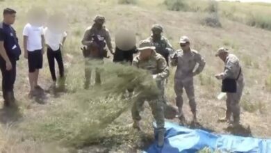Хранение марихуаны свыше 24 кг пресечено в Жамбылской области