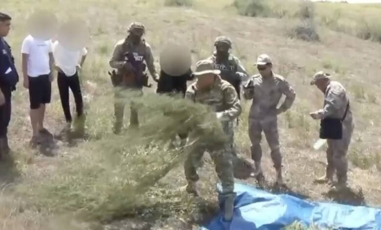Жамбыл облысында 24 келіден астам марихуананың заңсыз айналымына тосқауыл — «Қарасора – 2026»